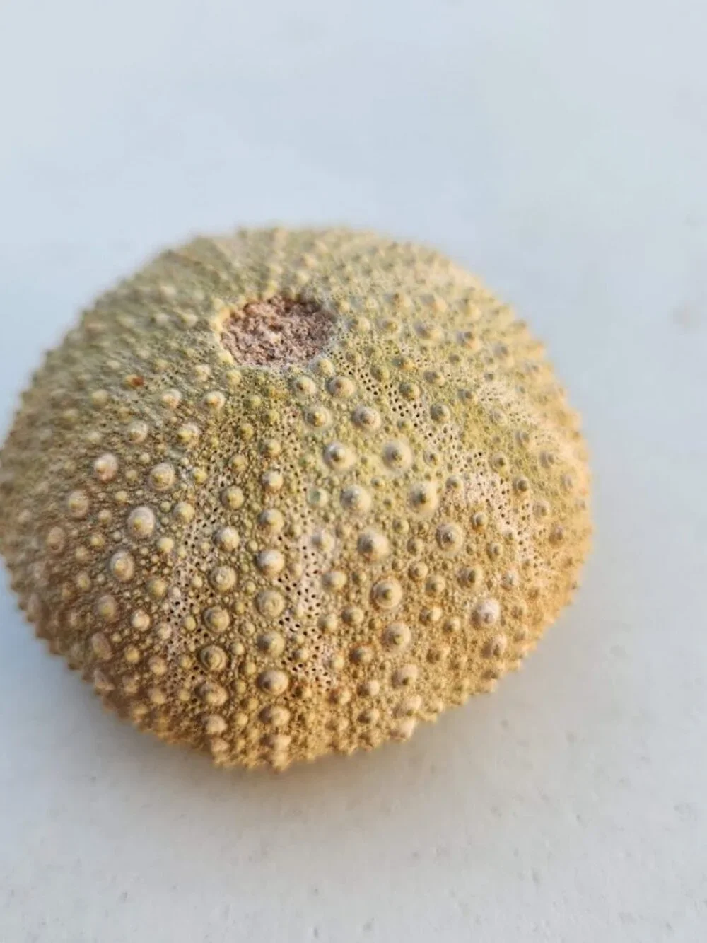 Whole Sea Urchin Fossil Shell Gems and Minerals Rocks Fossils Decor Nautical Nic